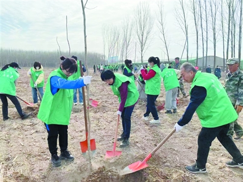 2000余株毛白杨在济南市国有北郊林场迎风挺立